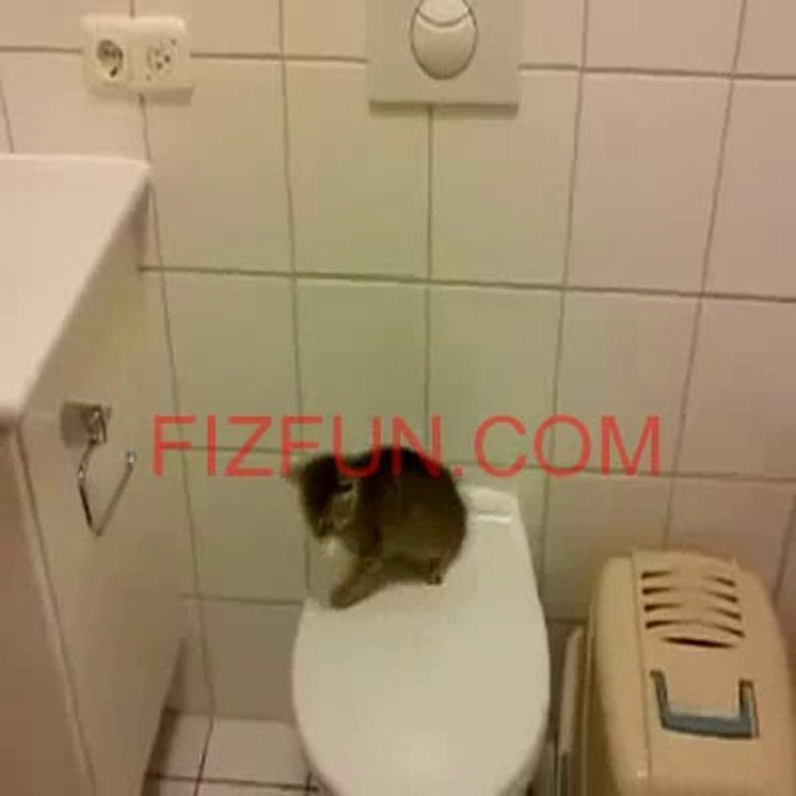 Poor Kitty