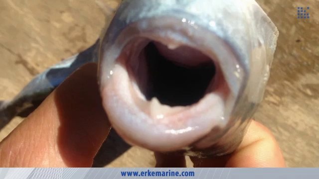 ERKE Marine, Balon Balığı - Göcek / Muğla - erkemarine.com