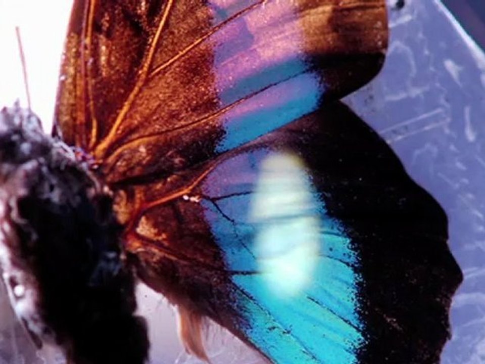 Pourquoi l'opale change-t-elle de couleur ?