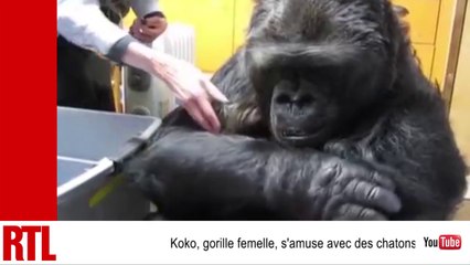 VIDÉO - Koko, femelle gorille pleine d'affection pour des chatons