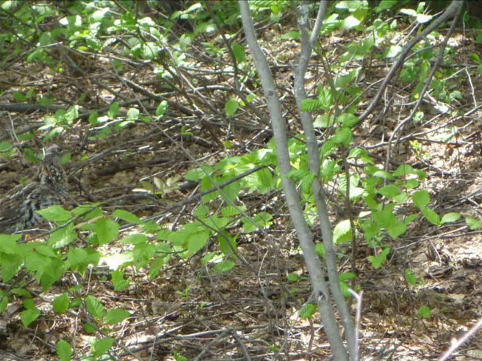 QUEBEC camp de sylvain