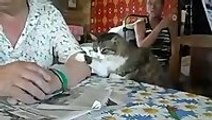 Clever Cat Gives Owner Petting Instructions