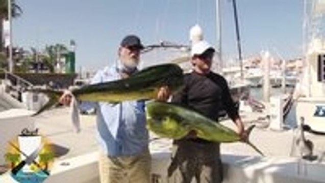 Sneaky Sea Lion Steals Giant Fish Out Of Fisherman’s Hands