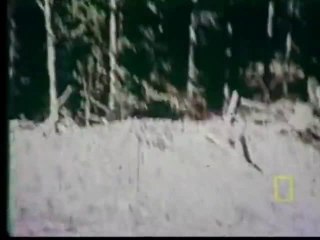 Roger Patterson Bigfoot Footage