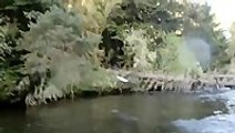 Bald Eagle Steals Fish Right Off Fisherman’s Line