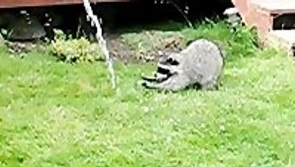Raccoon Vs. Garden Hose
