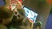 Monkey Sees Reflection For First Time