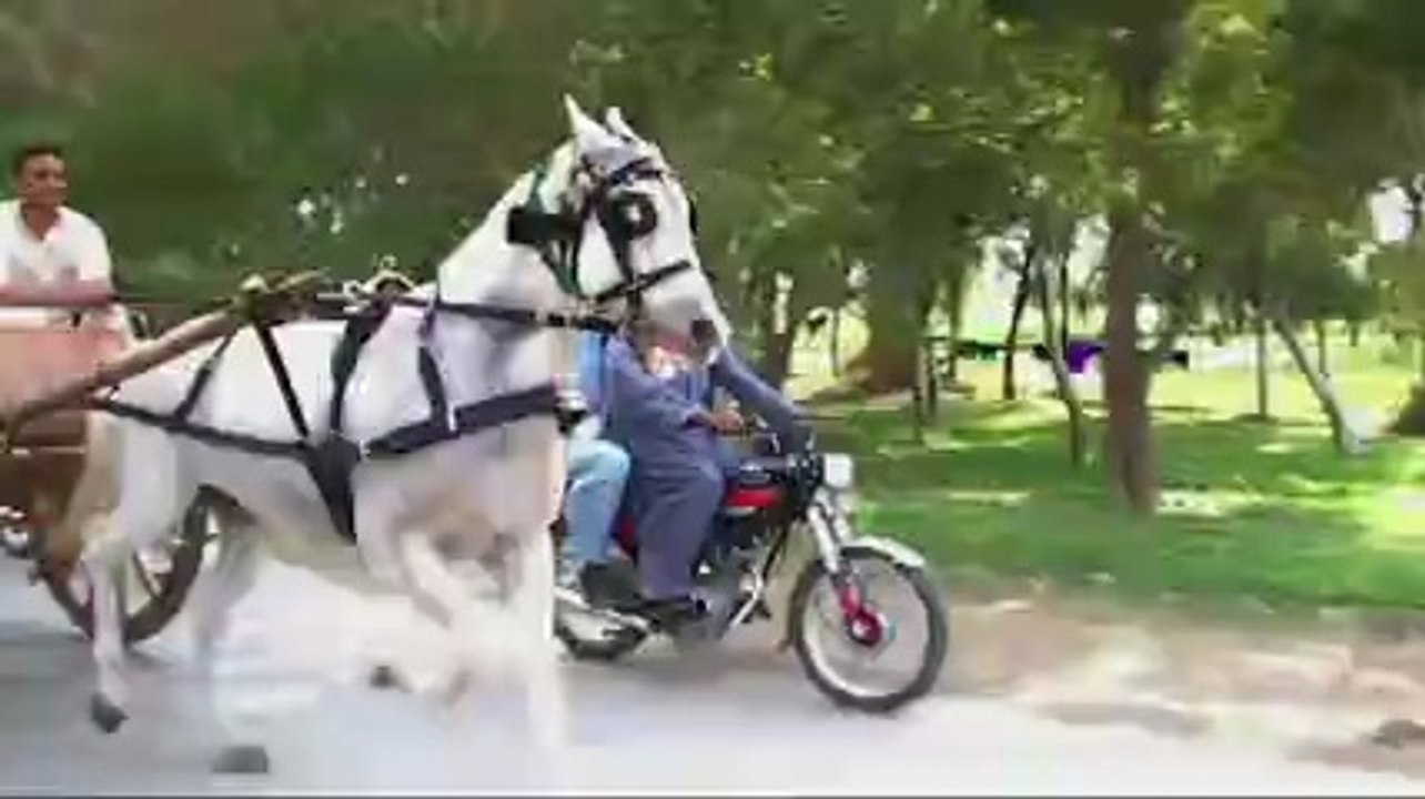 atteq ur rehman (uk) horse malanga jumma try 21-3-14