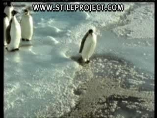 Stupid Penguin