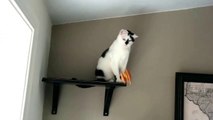 Cat Proves to Be Expert Goalkeeper