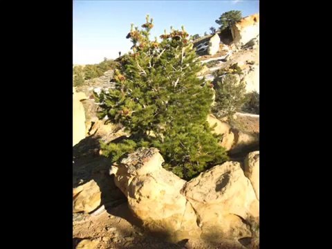 WITCHES PROMISE by JETHRO TULL with Canyon Gardens Petroglyphs, Wyoming by Austen Brauker