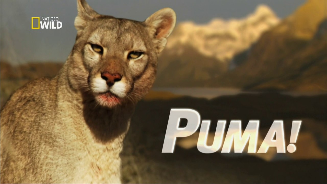 Puma: Um Hábil Predador [NatGeo Wild HD] - Vídeo Dailymotion