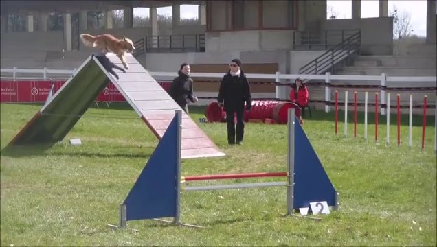 Magic Concours du Lion d'Angers 2014-03-23