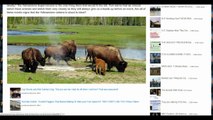 TAT'S 2 MIN NEWS 32414 Animals Leaving Yellowstone What Do They Know We Don’t Know (Shooting of Homeless Man)