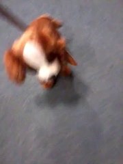 lovely dog dancing