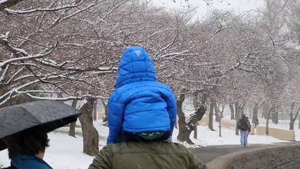 Cherry Blossoms: March 25 at the Indicator Tree