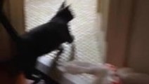 Cat defends against intruder