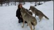 Wolves' amazing reaction seeing woman who raised them coming back years after