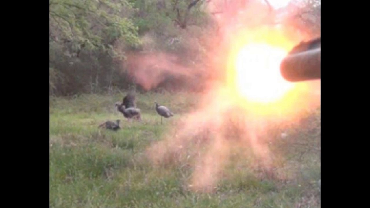 Head Shot on Turkeys