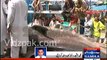 Karachi Fishermen catch 18-ft long Tiger Shark
