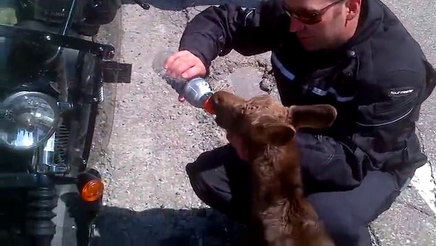 Un biker nourrit un bébé élan au biberon!