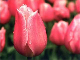 Hum Main hum bahne (arslan)