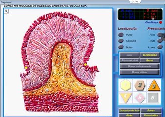 Bioescaner Molecular 3d valorando el sistema digestivo