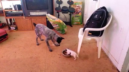 Bébé chien contre gros toutou... Il défend bien sa gamelle!