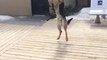 Funny Dog Fail : German Shepherd Misses Catch In Slow Motion