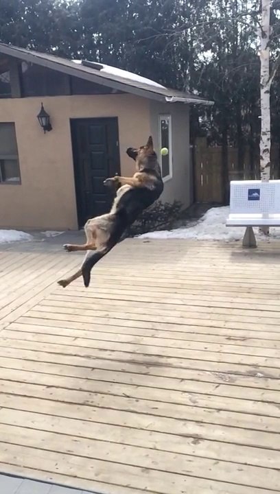 Un berger allemand tombe par terre en Slow motion... Gros fail de chien au ralentit.