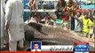 Fishermen caught 18-ft long Tiger Shark