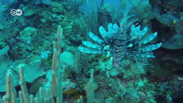 Combating an invasive species | short version |