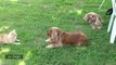 Bon imprinting et début de socialisation pour les chiots de Flora.