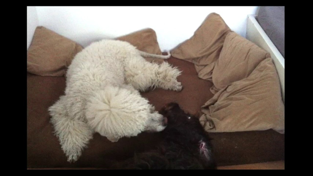 Guten morgen sonnenschein