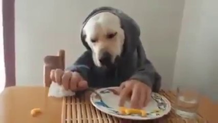 Αυτός ο Σκυλος ειναι πολυ ορεξάτος