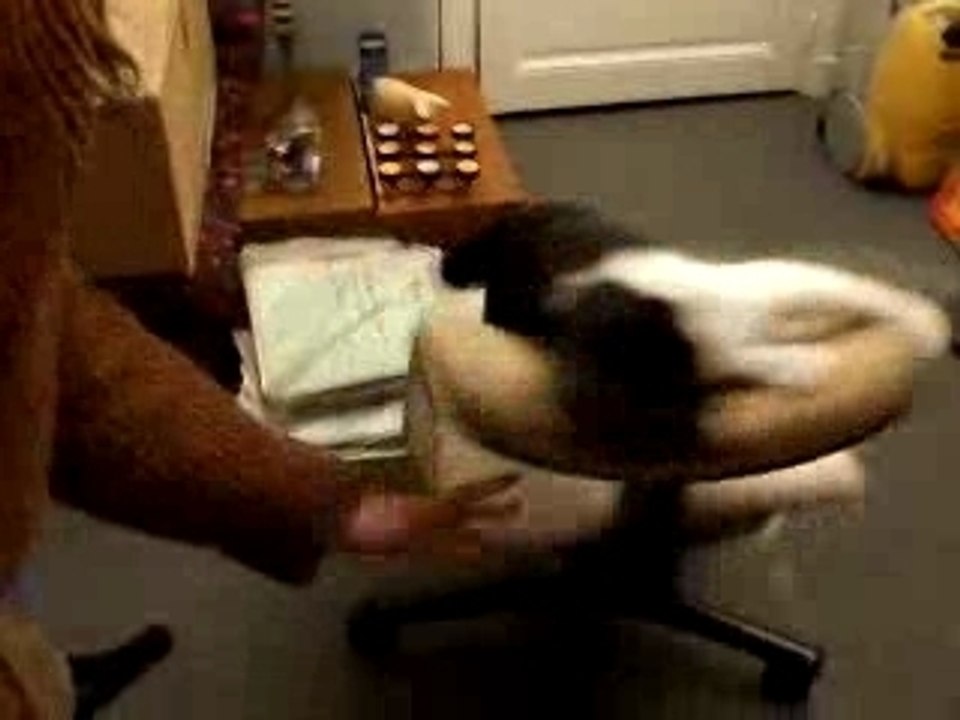 Un chat qui aime le manège