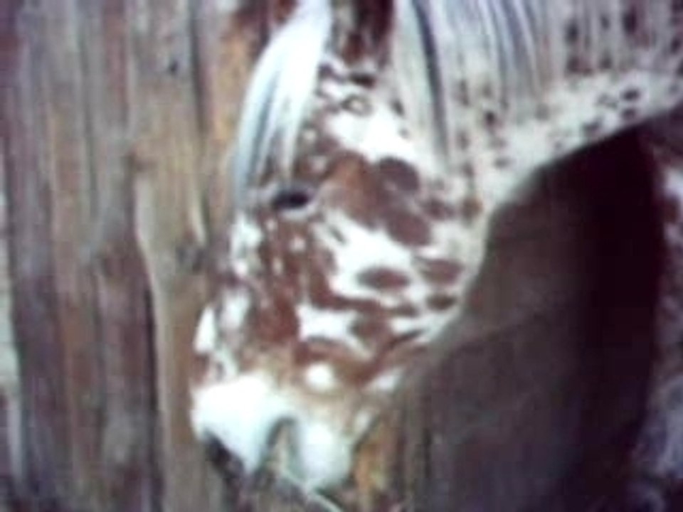 Casting chevaux Gde Ecurie