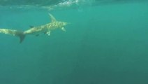 Il se fait tracter en kayak pendant 2h par un requin