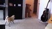 Dog VS teddy Bear! Hilarious...
