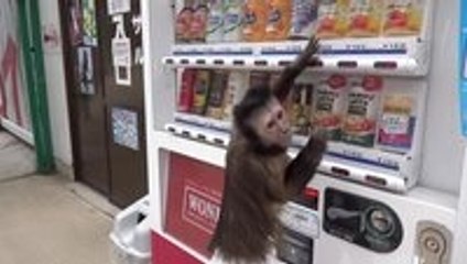 Monkey buys drink from Vending Machine