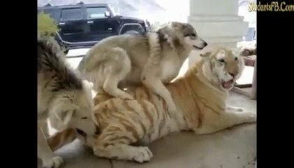 Wow, Tiger plays with Dogs