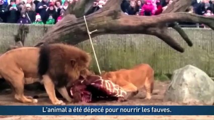 Dans un zoo, une girafe est donnée à manger aux lions