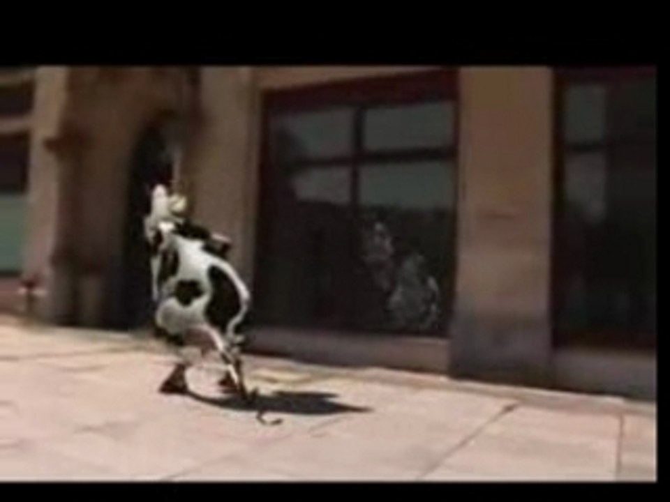 Clip marrant vache