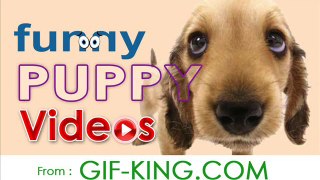 Funny Puppy Videos