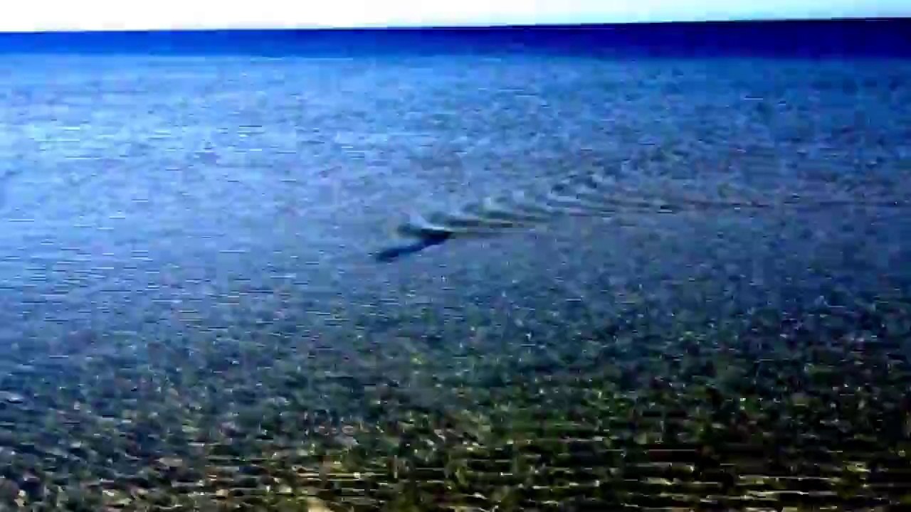 Mahi Mahi beaching itself in south west Australia !!!
