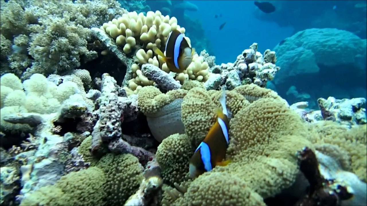 The Great barrier reef - First trip - October 2013