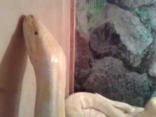 Аааааааааааааааааааааааааааааааааааа! Какой большой и КРАСИВЫЙ!!