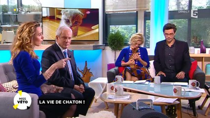 Je veux adopter un chaton