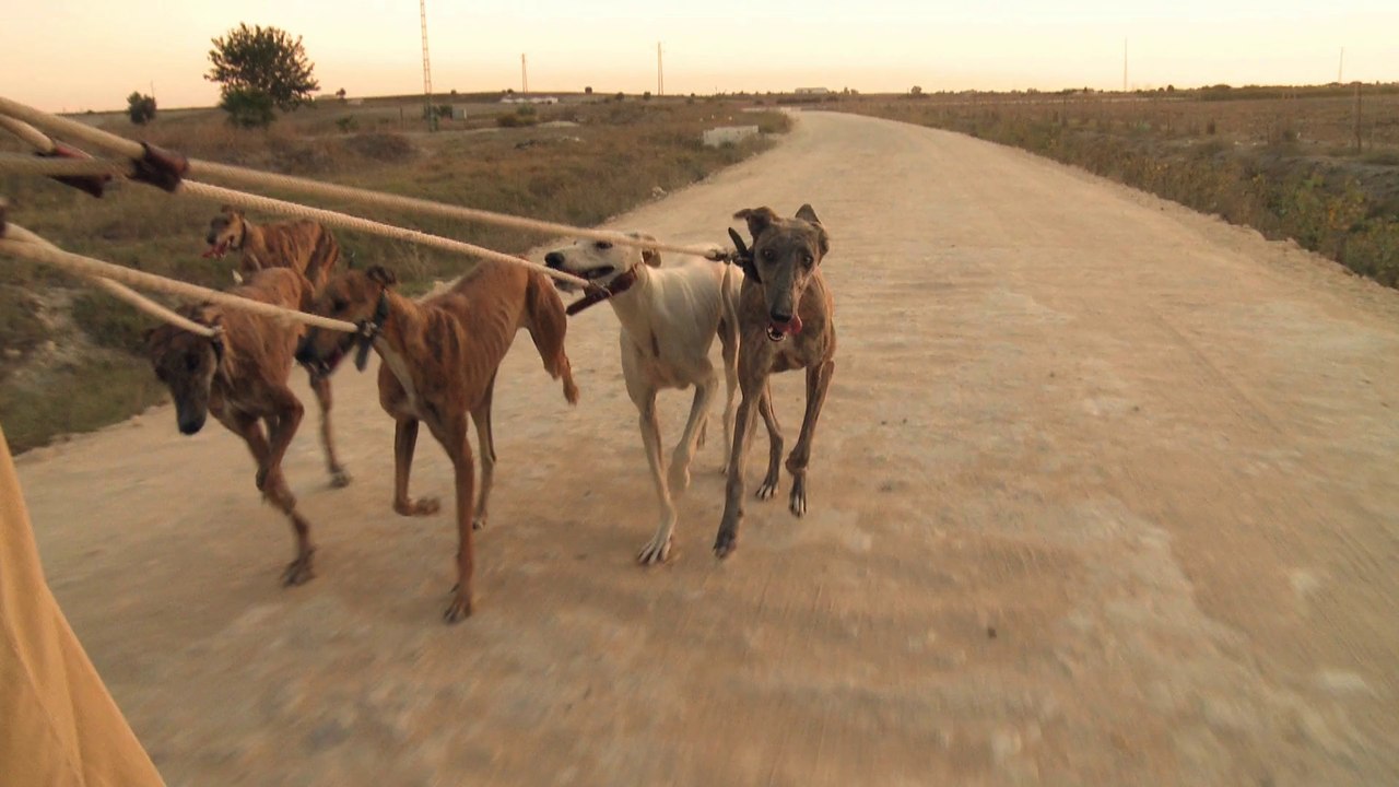 "Febrero, El miedo de los galgos" - Trailer du documentaire espagnol