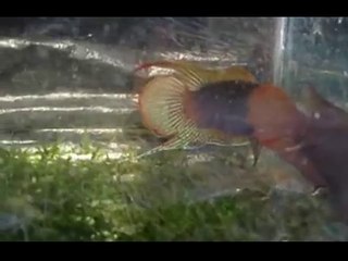 Cá cờ đuôi quạt đá nhau - Macropodus ocellatus (Round tail paradisefish) fighting 2